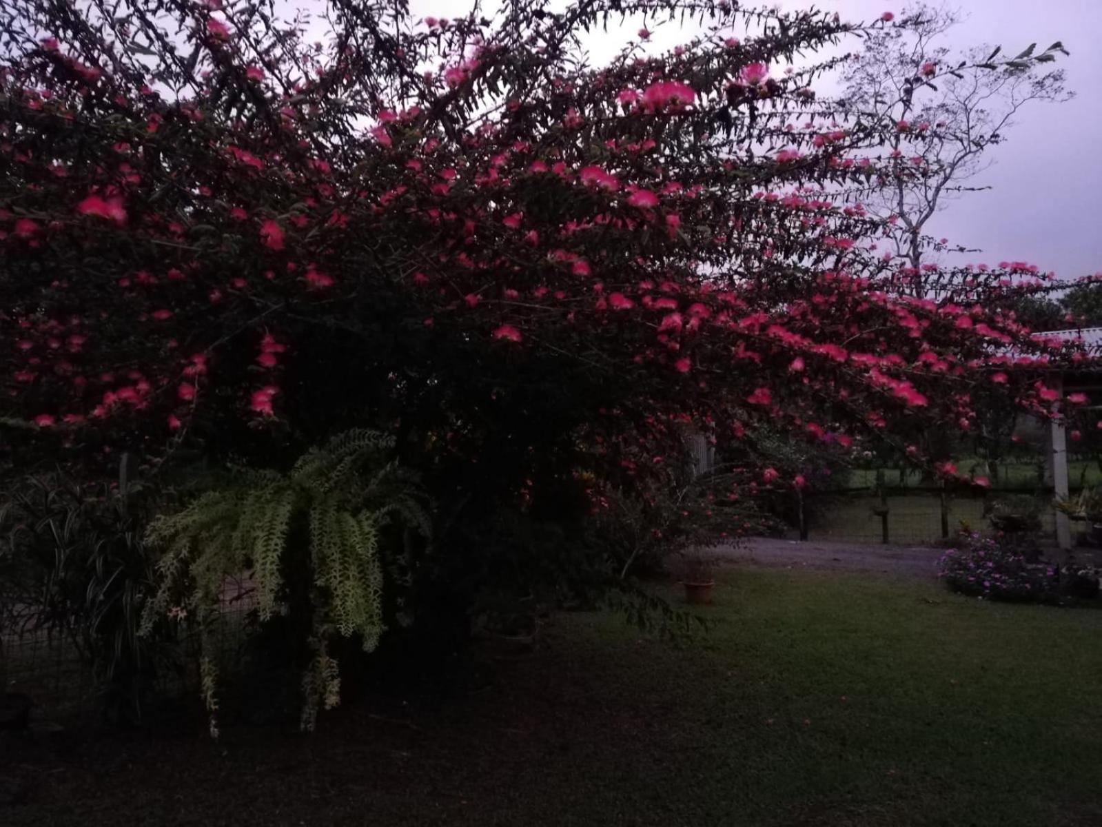 Paraiso Verde Siqurres Da Alegria Exteriör bild