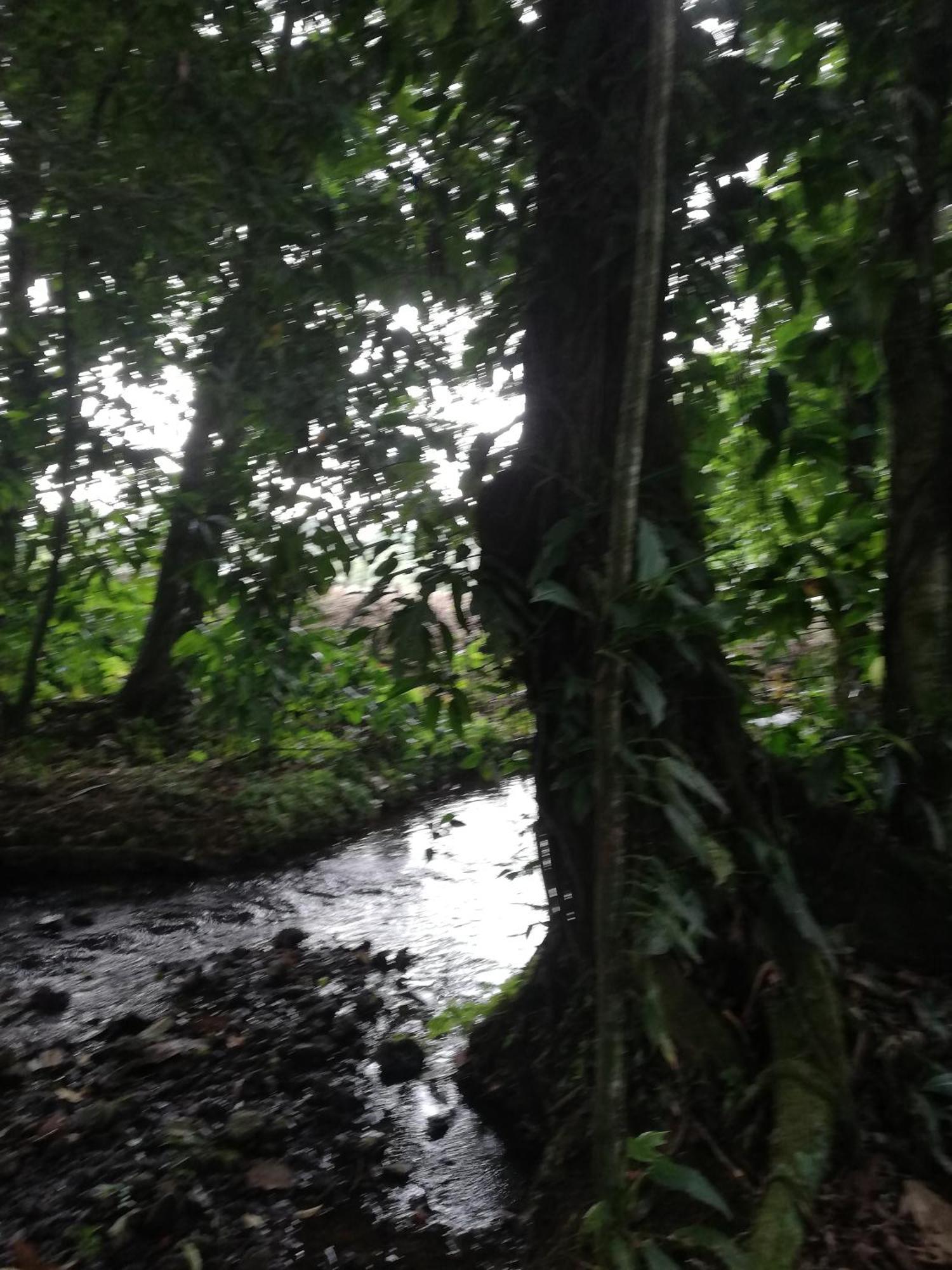 Paraiso Verde Siqurres Da Alegria Exteriör bild