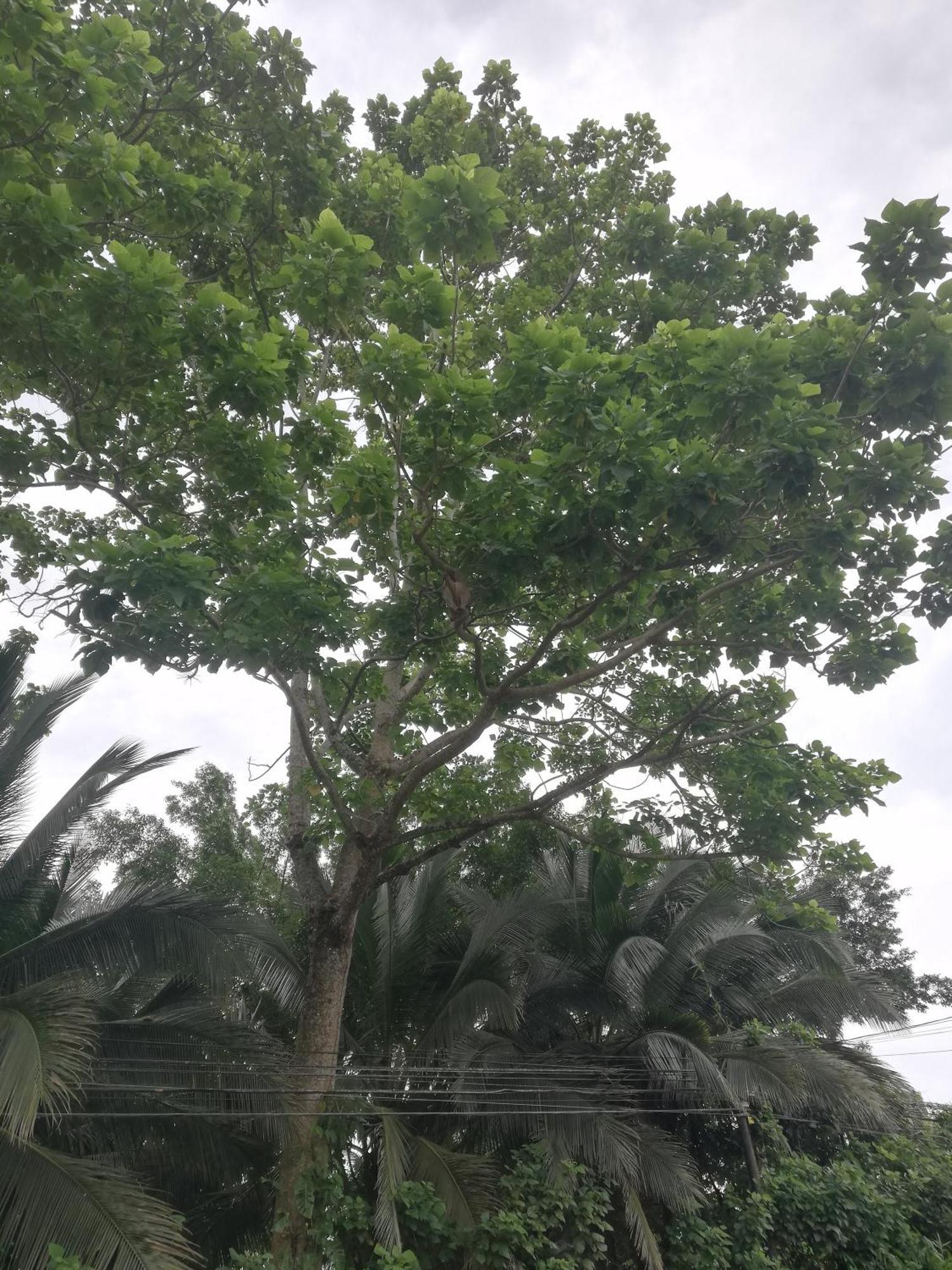 Paraiso Verde Siqurres Da Alegria Exteriör bild