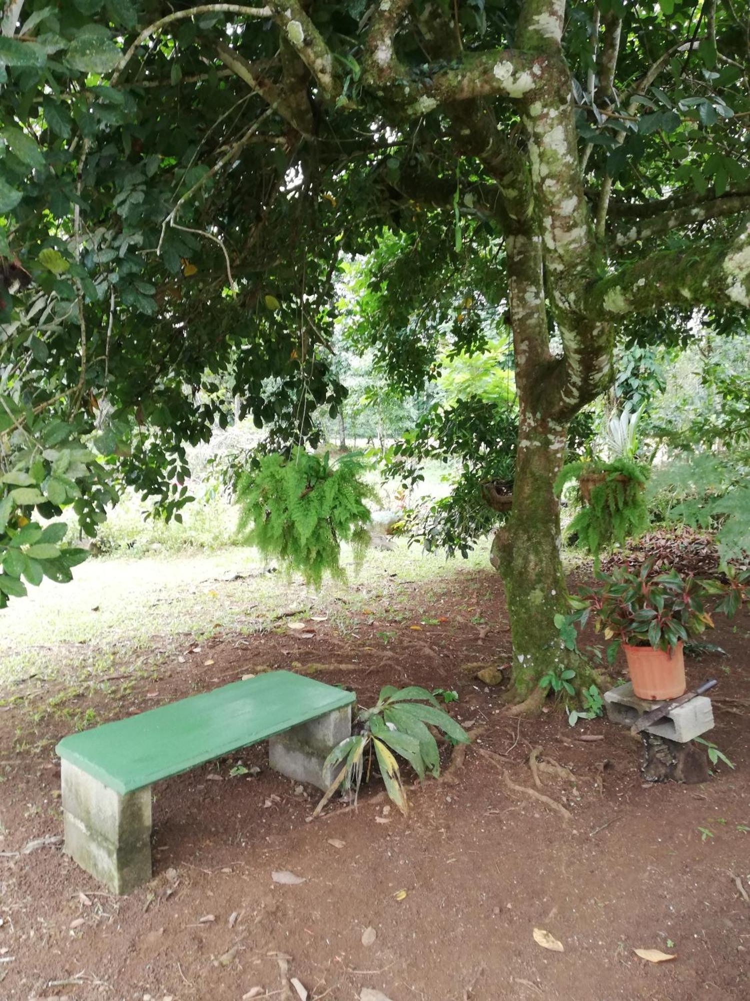 Paraiso Verde Siqurres Da Alegria Exteriör bild