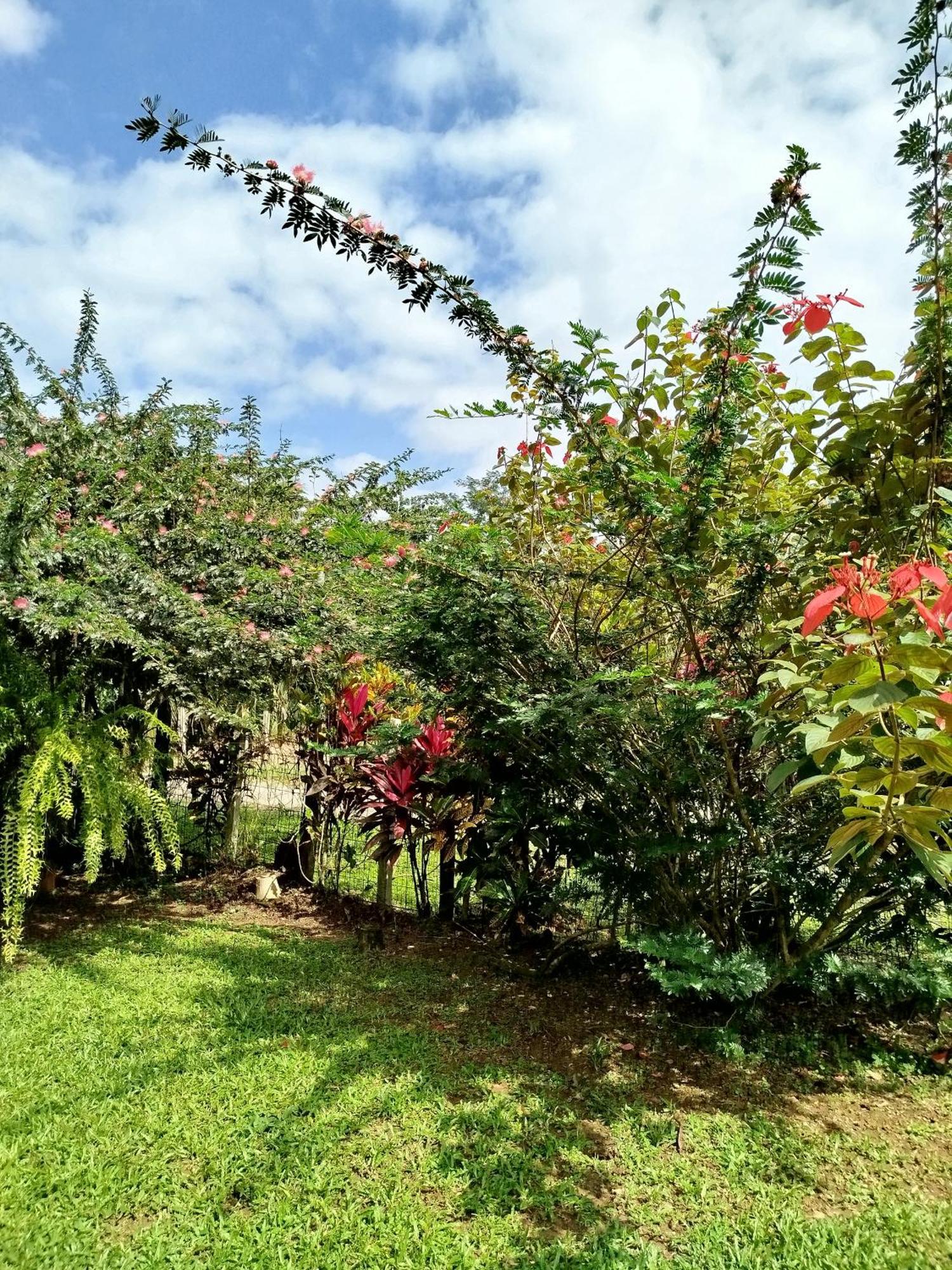 Paraiso Verde Siqurres Da Alegria Rum bild